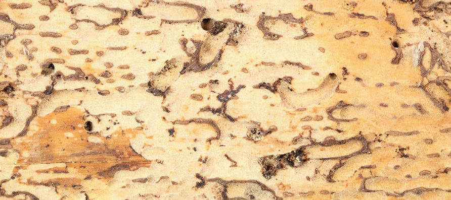 Woodworm Treatment Cost in Westcliff and all of Essex (UK)